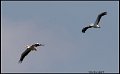 _9SB1746 great white pelicans